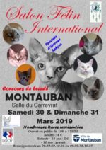exposition-feline-internationale-montauban-tarn-et-garonne-occitanie-sortir-82