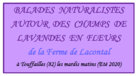 balade-naturaliste-autour-des-champs-de-lavande-en-fleurs-touffailles