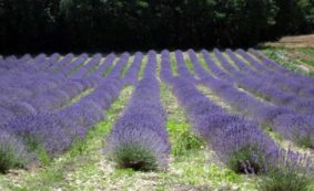 champs-de-lavande-et-autres-plantes-aromatiques-fleurs-sauvages-et-insectes-touffailles